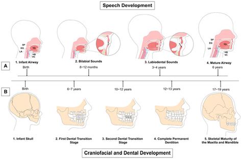 Impacts of Development, Dentofacial Disharmony, and Its Surgical ...