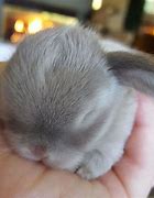 Image result for Cute Baby Girl Bunnies