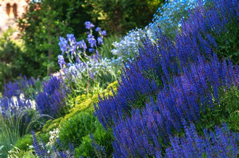 May Night Salvia: Plant Care & Growing Guide