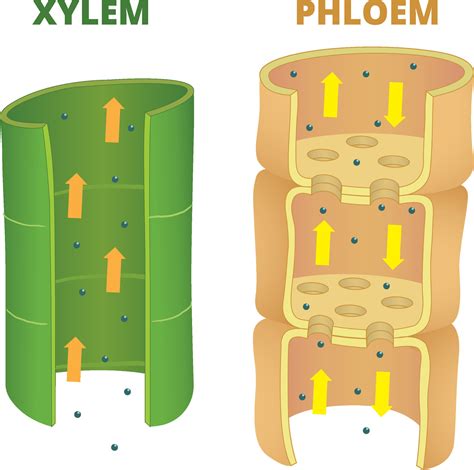 Illustration Of Xylem And Phloem