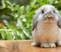 Image result for Holland Lop Bunny Plush