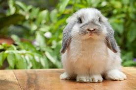 Image result for Holland Lop as Pet
