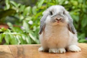 Image result for Holland Lop Bunny Full-Grown