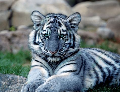 File:Maltese-Tiger.jpg - Wikimedia Commons