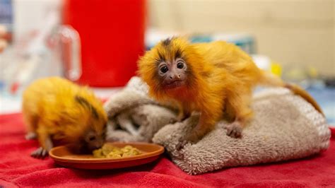 Baby Golden Lion Tamarin Golden Lion Tamarin Baby Hi Res Stock