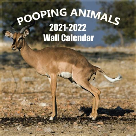 Buy Pooping Animals 2021-2022 Wall : Hilarious and Rare Pooping Animal ...