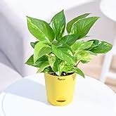 Ugaoo Good Luck Jade Plant with Self Watering Pot : Amazon.in: Garden ...