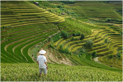 Japan Agriculture Tech Savvy Farmers A New Hope For Japan's Shrinking