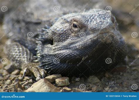 Wild Bearded Dragon Lizard Sunning on a Dirt Road Stock Photo - Image ...