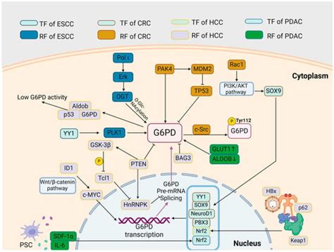 The Pentose Phosphate Pathway: From Mechanisms to Implications for ...
