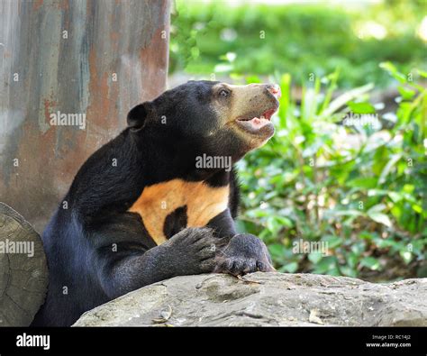 black sun bear standing / close up malayan sun bear on summer in the ...
