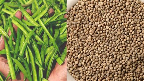 Guar seed prices fall amid high supply june 2025 - Kisan India