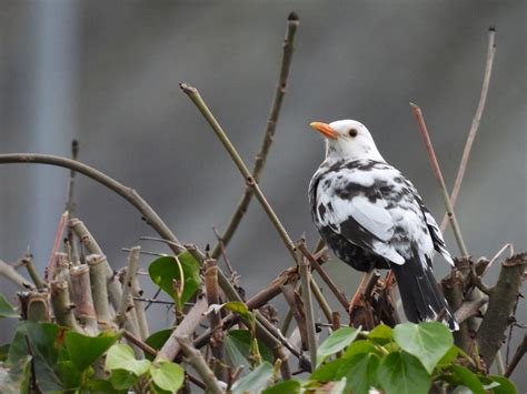 From the banks of the Wye