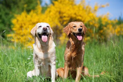Labrador Retriever vs Golden Retriever: Which Breed is Best?