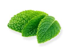 Himalaya Koflet-EX LINCTUS - Expectorant, mucolytic in wet cough and ...