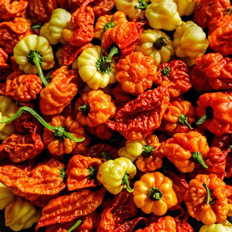 Lexica - Hot chili Pepper Trinidad Scorpion Ivory R - 1500000 Scoville ...