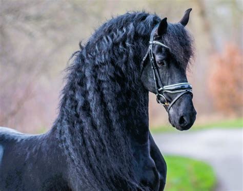 Friesian Stallion