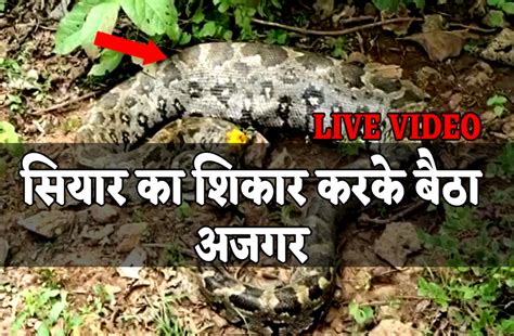 Image result for Swallowed Jackel Python