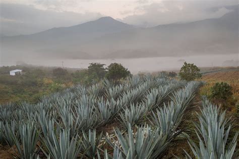 The Secret of Mezcal: A Slow-Growing Plant