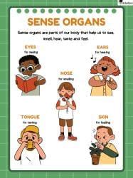 Printable Poster: Sense organs - GK for UKG PDF Download