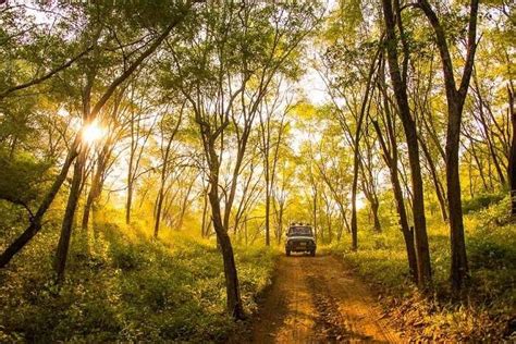 Sariska National Park: The Lush Abode Of Royal Bengal Tigers
