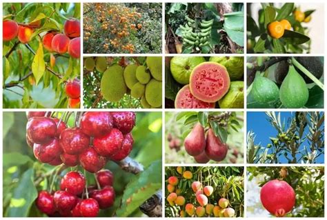 Image result for Fruit Tree Varieties