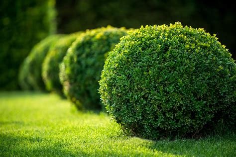 Bushes and Shrubs | Gardener’s Supply Center