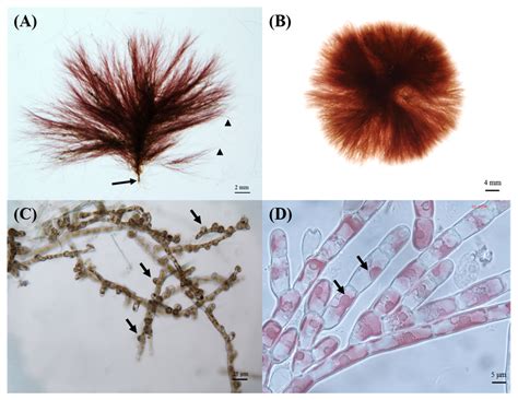 Molecular and Morphological Characterization of Colaconema formosanum ...