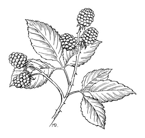 Image result for Draw Raspberry