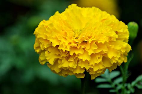 Marigold Flower Meaning, Spiritual Symbolism, Color Meaning & More ...