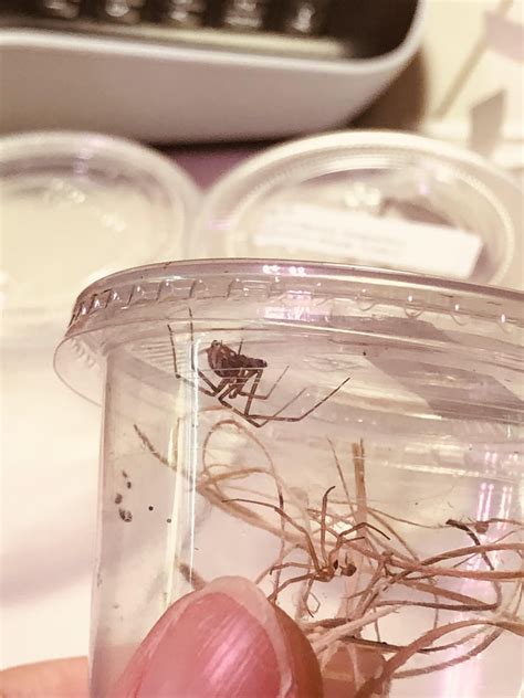 Sexing black widows : r/Entomology