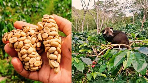Kopi Luwak Coffee: Production, Taste, and Price – Colipse