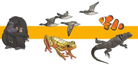 How Can We Classify Animals? - Twinkl Homework Help - Twinkl