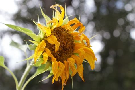 Image result for Standardizing a Normal Random Variable