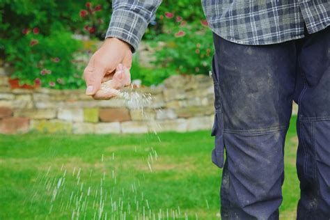 Image result for Spring Lawn Care Tips