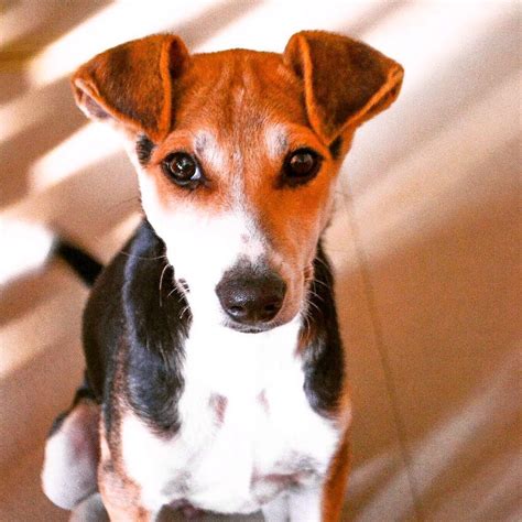 Adopt A Dog At The Indie Dog Adoption, CARE | LBB, Bangalore