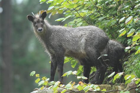 Species Endemic To Japan