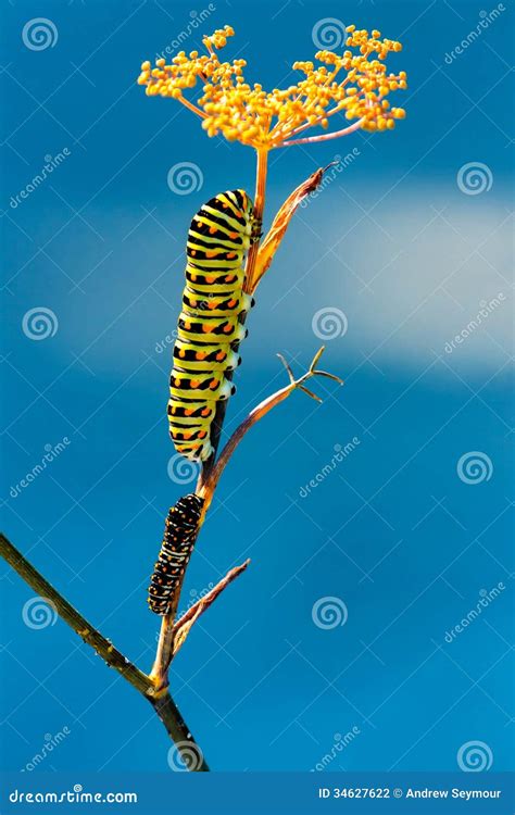 Image result for Butterfly Larvae