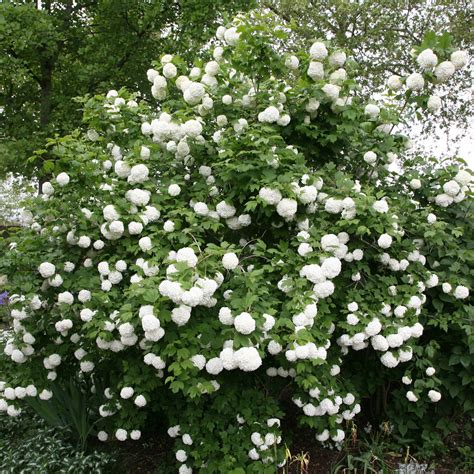 Buy snowball tree ( syn. Viburnum opulus Sterile ) Viburnum opulus ...