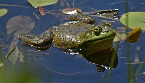 Frogs In Pond Noise at Janet Simmons blog
