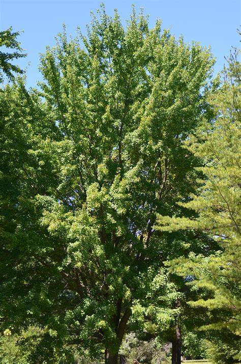 Image result for Silver Maple Tree Fall Color