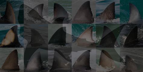 White shark Photo identification project - Great white shark 034