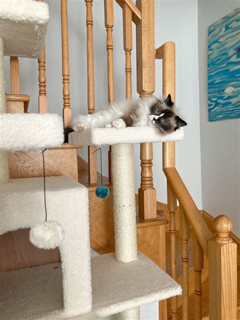 Image result for Rust Cat Tree