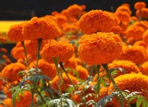 Green World PUSA NARANGI ORANGE MARIGOLD/ GENDA SEEDS ( 200 SEEDS ...