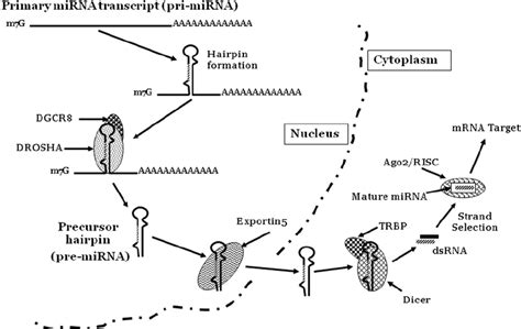 Primary microRNA Transcript 的图像结果