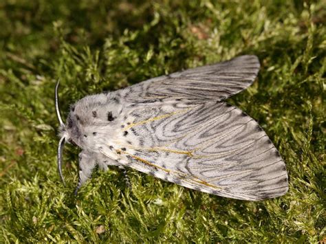 Image result for Moth Corpse Bride Stencil