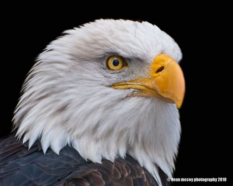 Bald Eagles at Conowingo Dam, Revisited – Birding Pictures