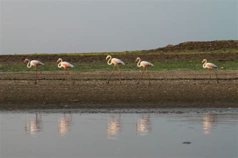 Birds of Bhigwan – In Breeding Plumage – UI/UX DESIGNER | PHOTOGRAPHER