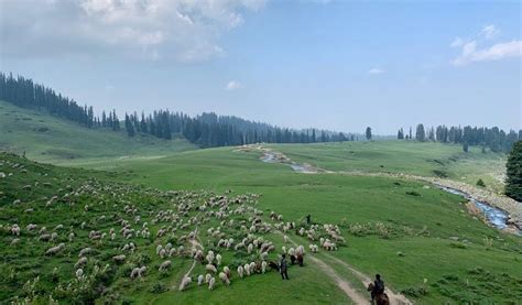 Exclusive: Despite India's Climate Pledges, J&K Diverts More Forest ...