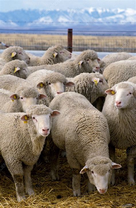 Image result for Sheep Science Lab
